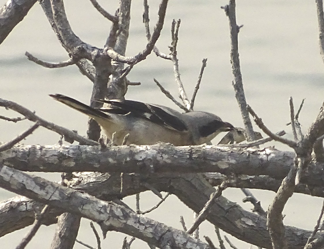 Loggerhead Shrike - ML71683831