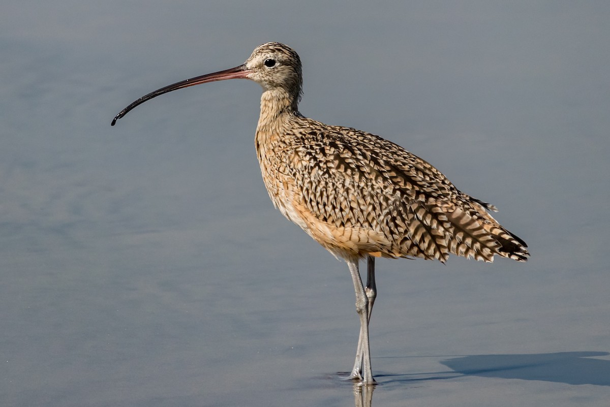 Long-billed Curlew - ML71684071