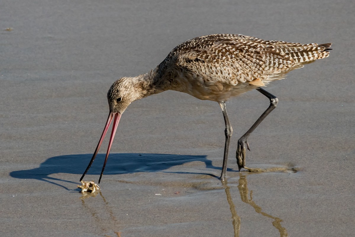 Marbled Godwit - ML71684281