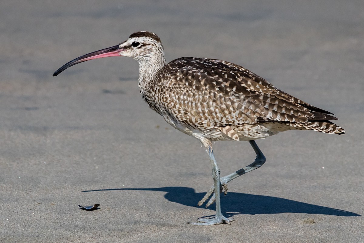 Whimbrel (Hudsonian) - ML71684411