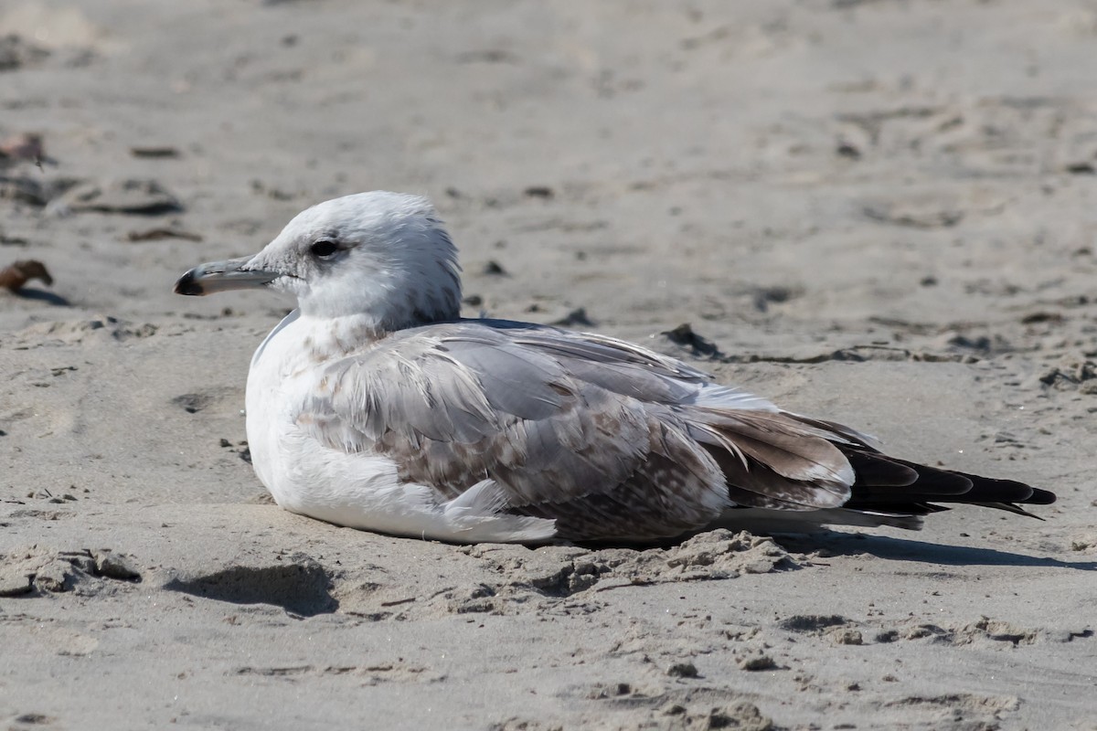 Gaviota Californiana - ML71684481