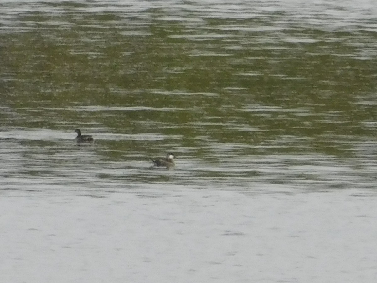 Ruddy Duck - Jerry Decker