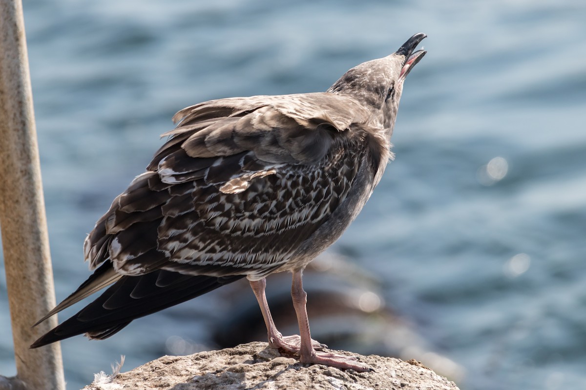 Gaviota Occidental - ML71684561