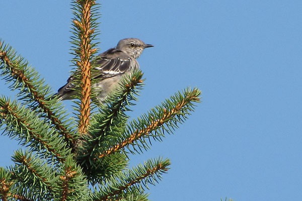 Northern Mockingbird - Ted Keyel