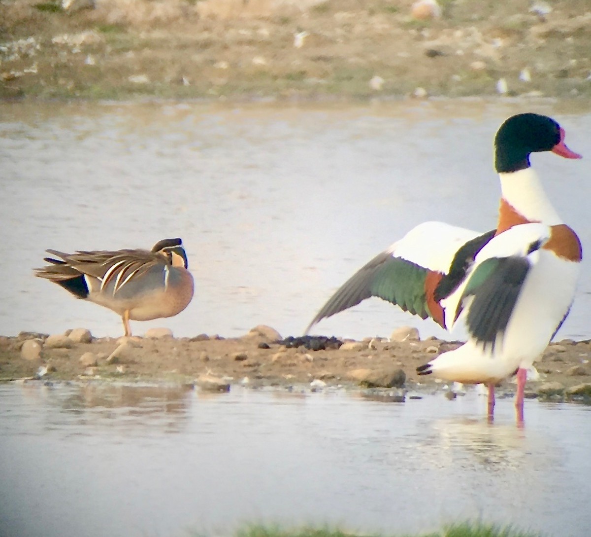 Baikal Teal - ML716876