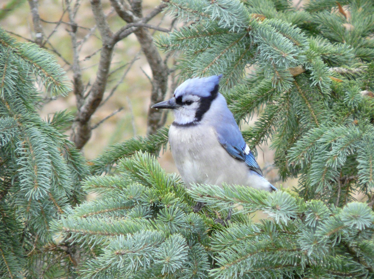 Blue Jay - Douglas Leighton