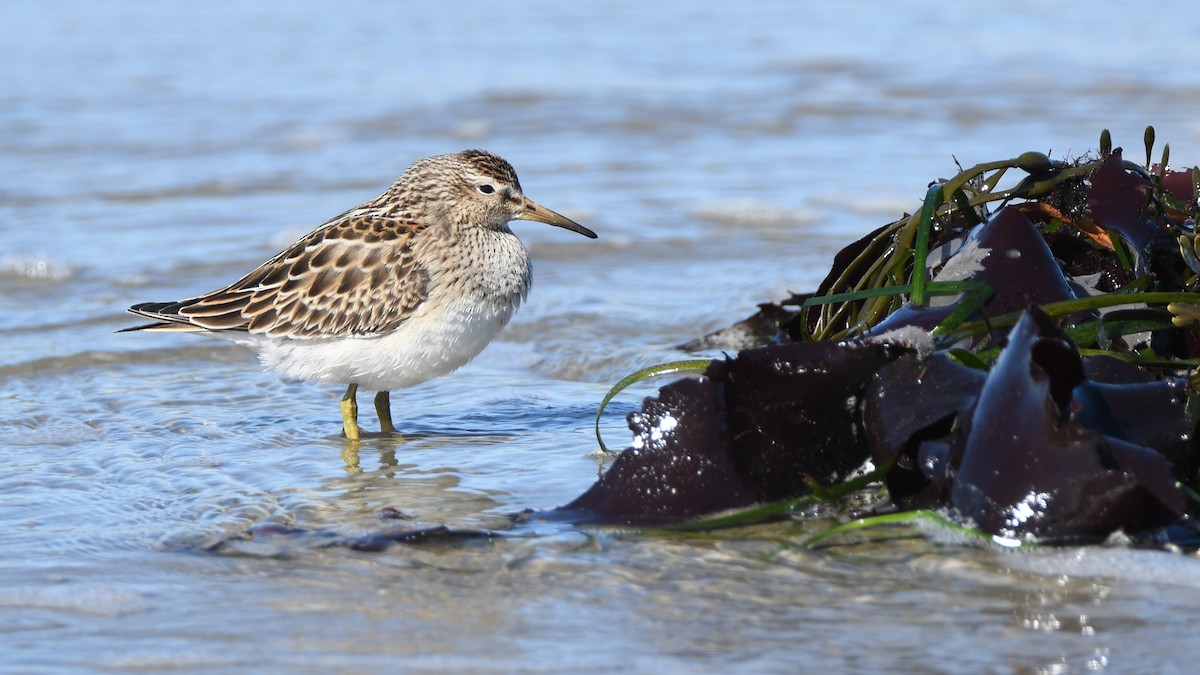 Pectoral Sandpiper - ML71688991