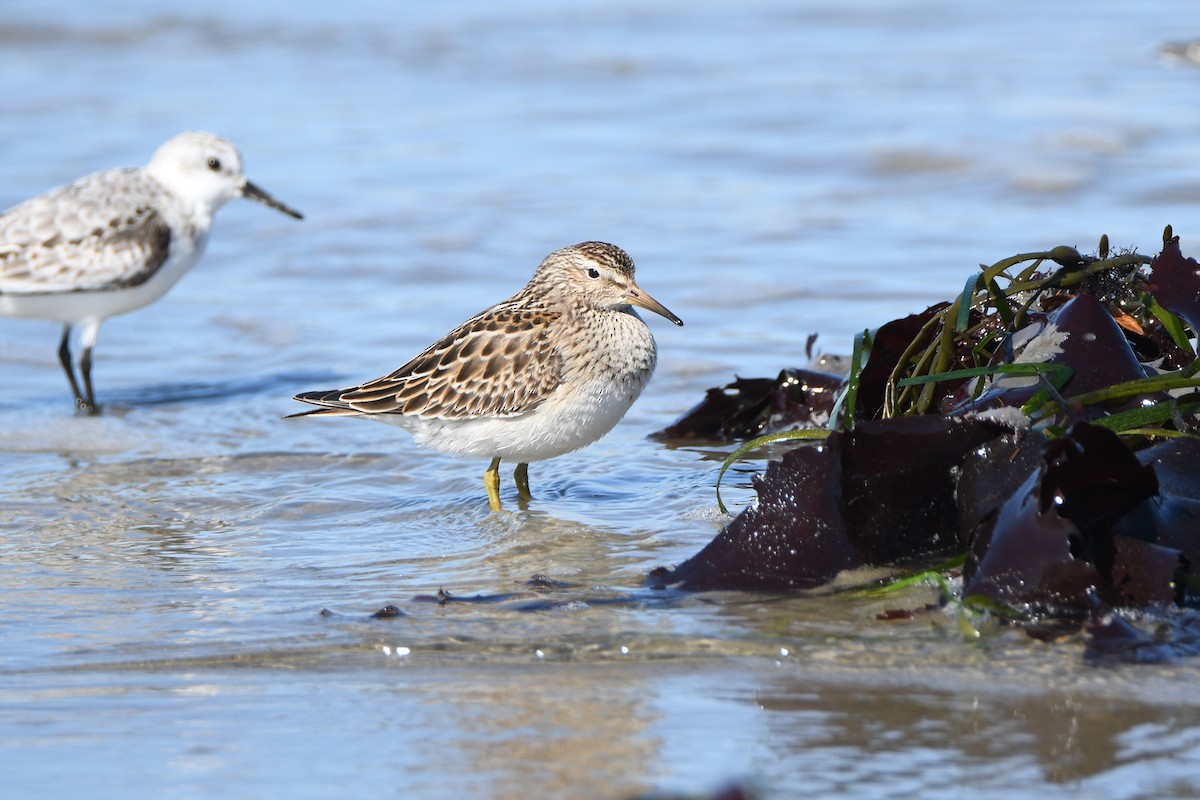 Graubrust-Strandläufer - ML71689011