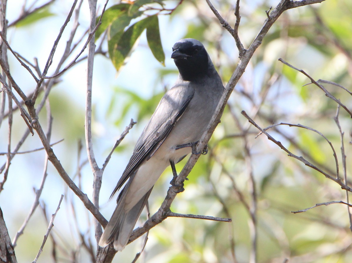 Black-faced Cuckooshrike - Sandra Gallienne