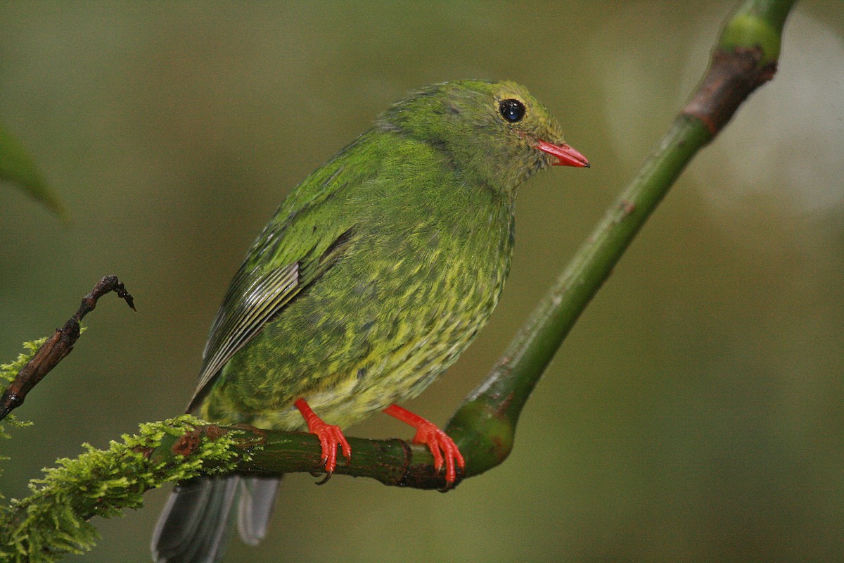 Green-and-black Fruiteater (Green-and-black) - ML716894