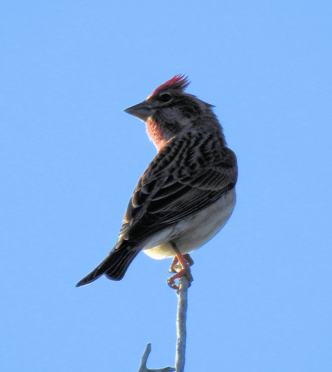 Cassin's Finch - ML71689431