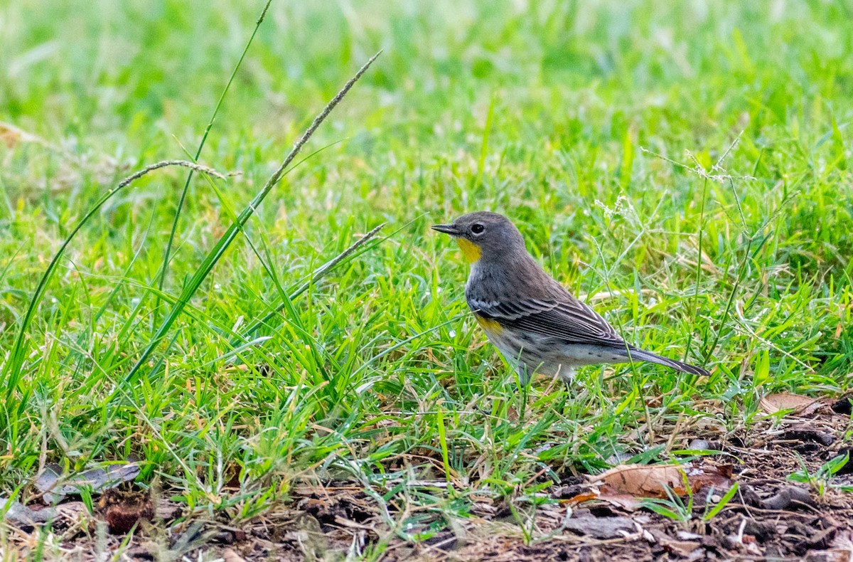 Yellow-rumped Warbler - ML71689631