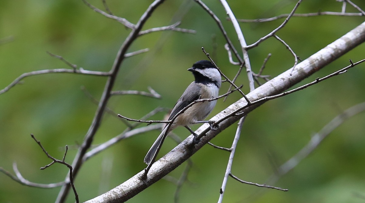 Carolina Chickadee - ML71690631