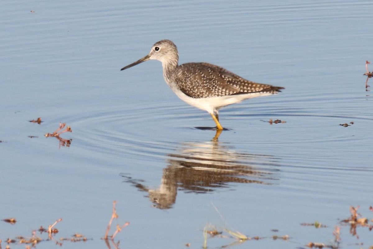 Greater Yellowlegs - ML71691051