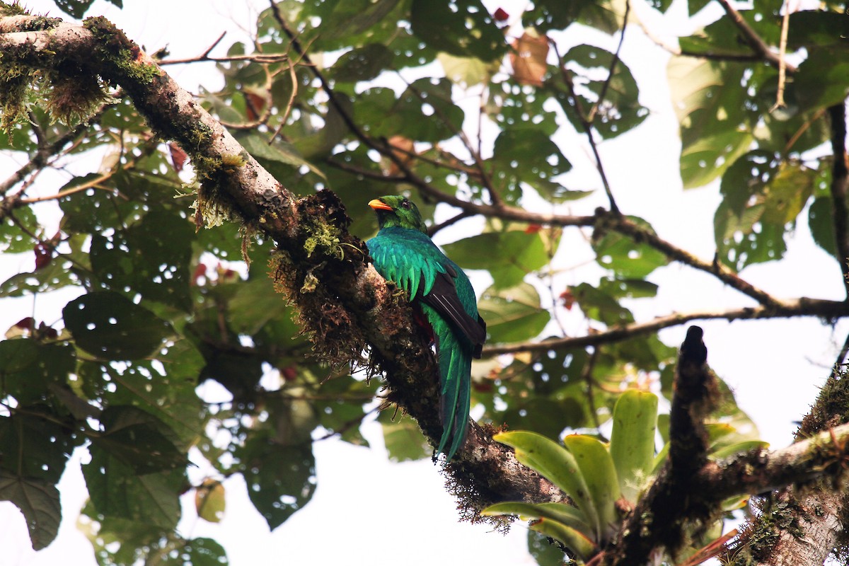 Quetzal Cabecidorado - ML716913