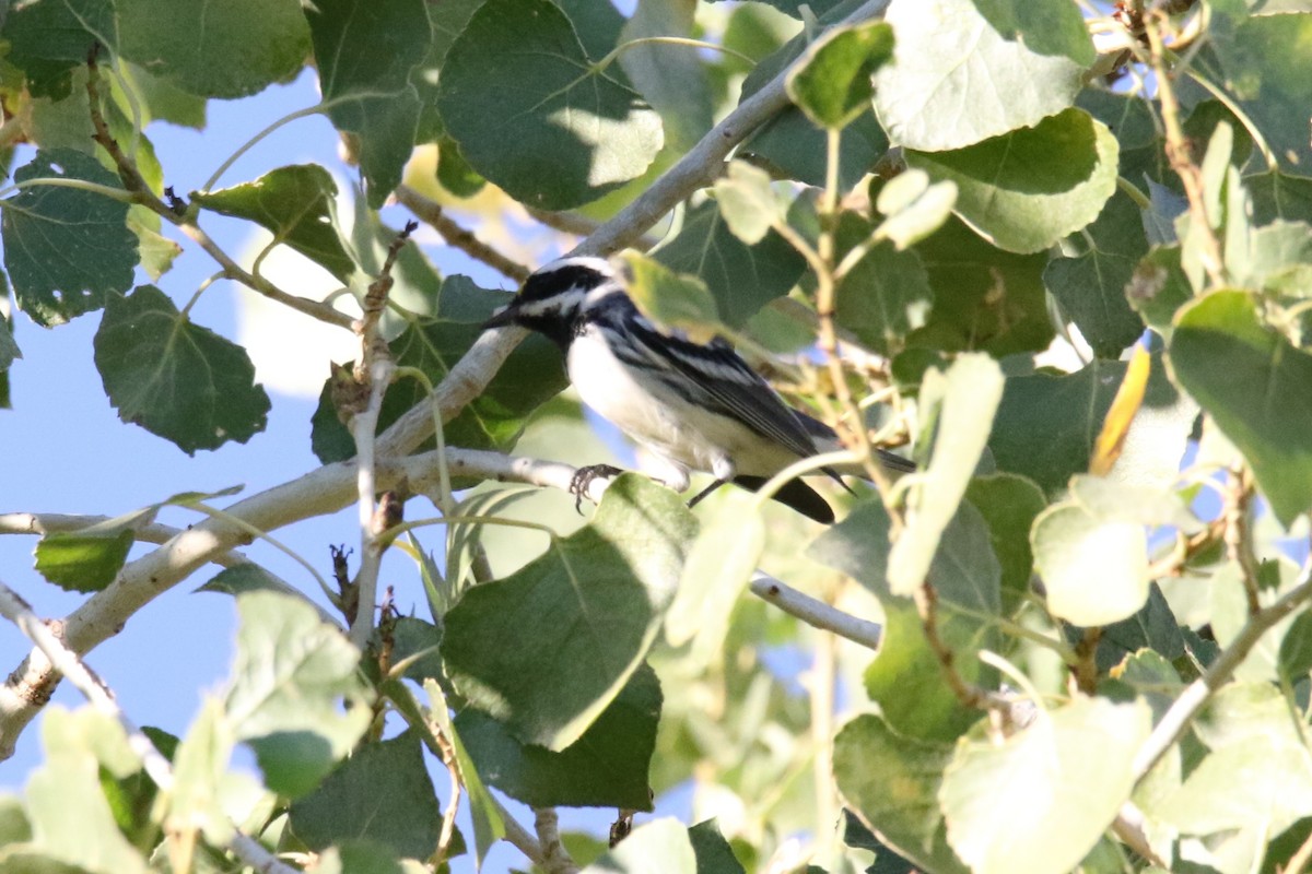 Black-throated Gray Warbler - ML71691371