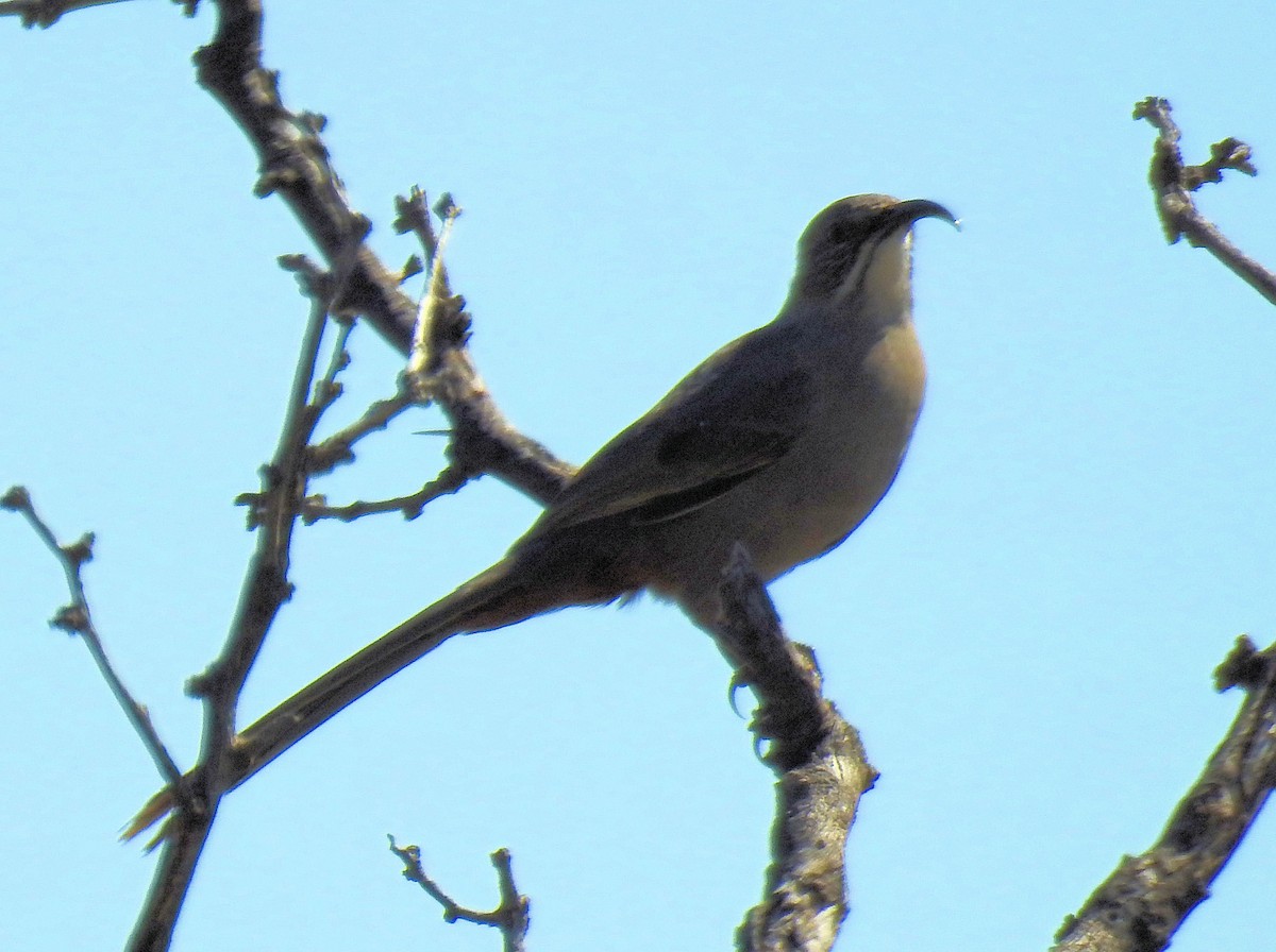 Crissal Thrasher - ML71691851