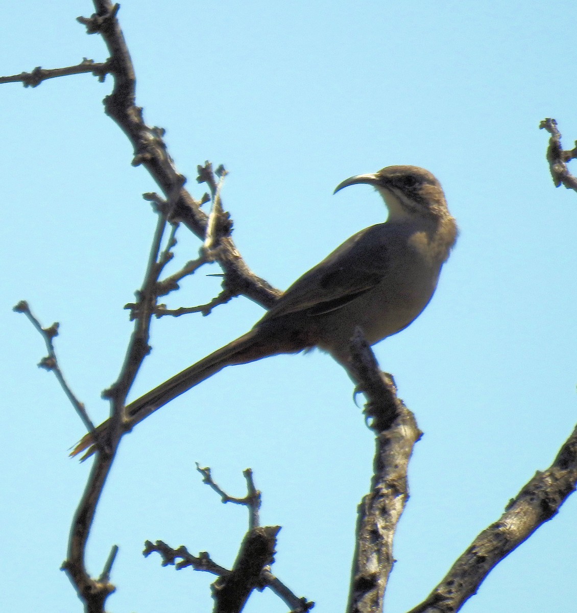 Crissal Thrasher - ML71691871