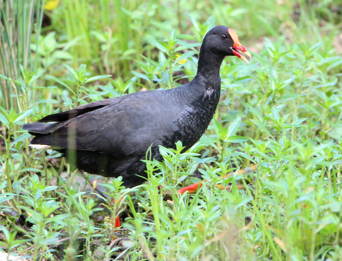 Dusky Moorhen - ML71693031