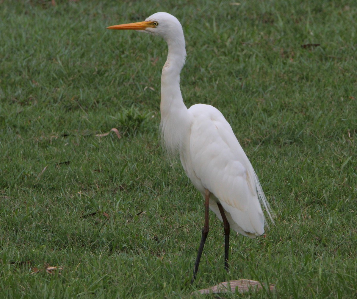 Plumed Egret - Sandra Gallienne