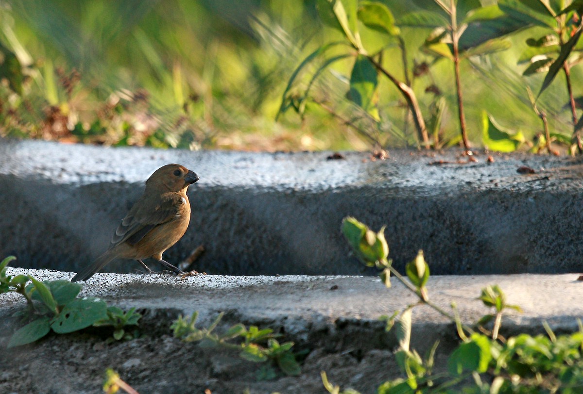 Large-billed Seed-Finch - Eduardo Soler