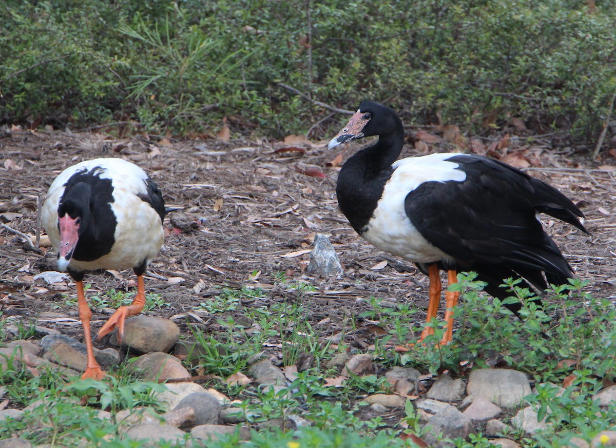 Magpie Goose - ML71693681