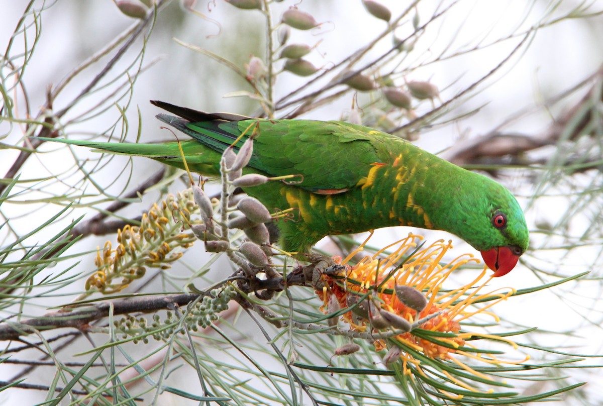 Scaly-breasted Lorikeet - Sandra Gallienne
