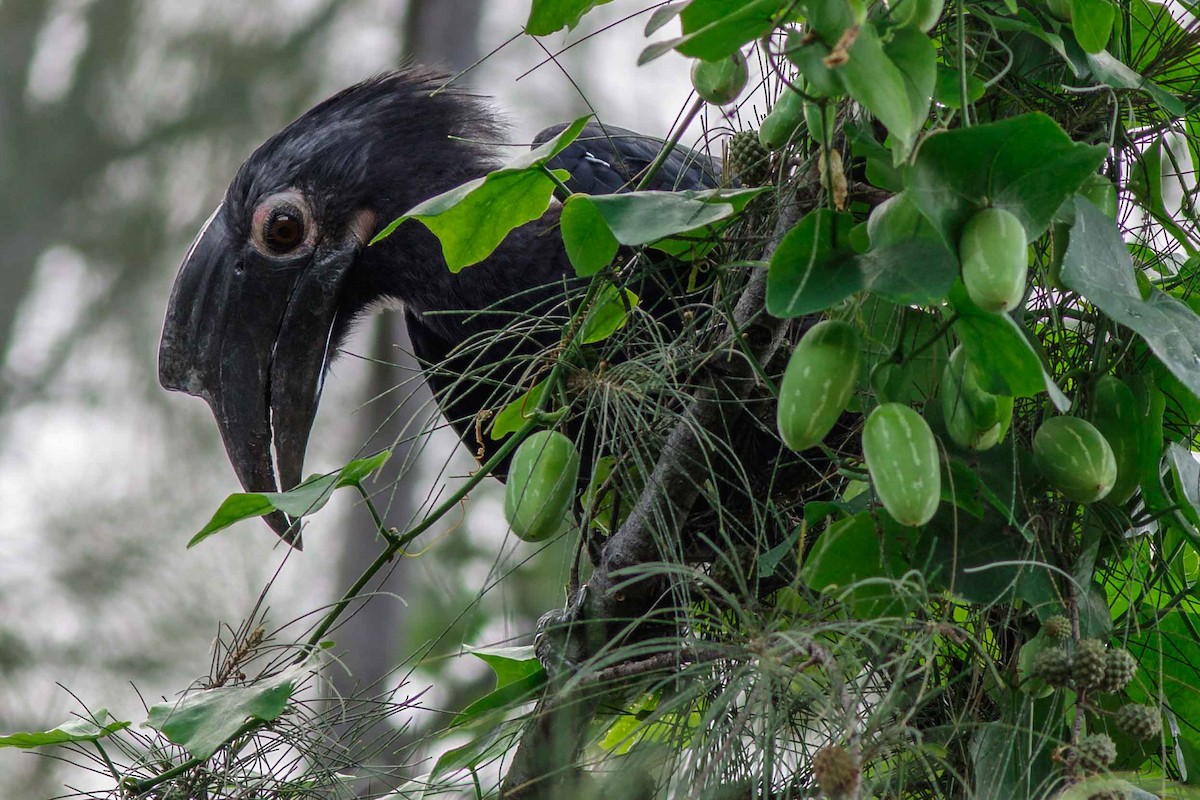 Black Hornbill - Saravanan Krishnamurthy