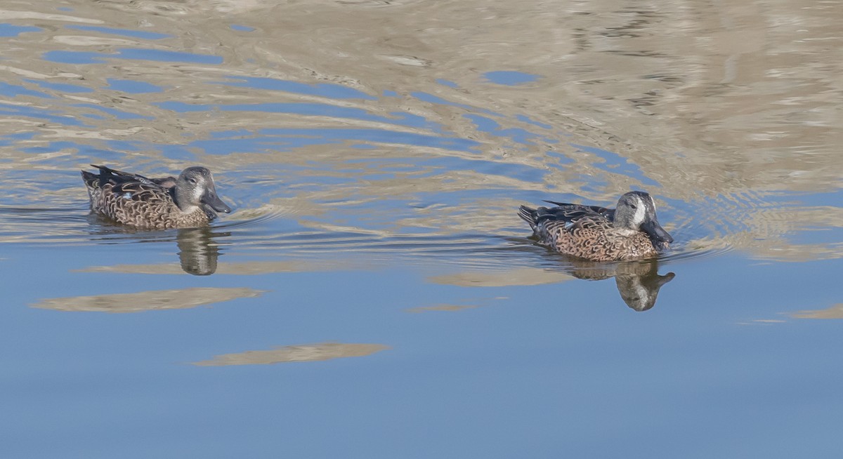 Blue-winged Teal - Maury Swoveland