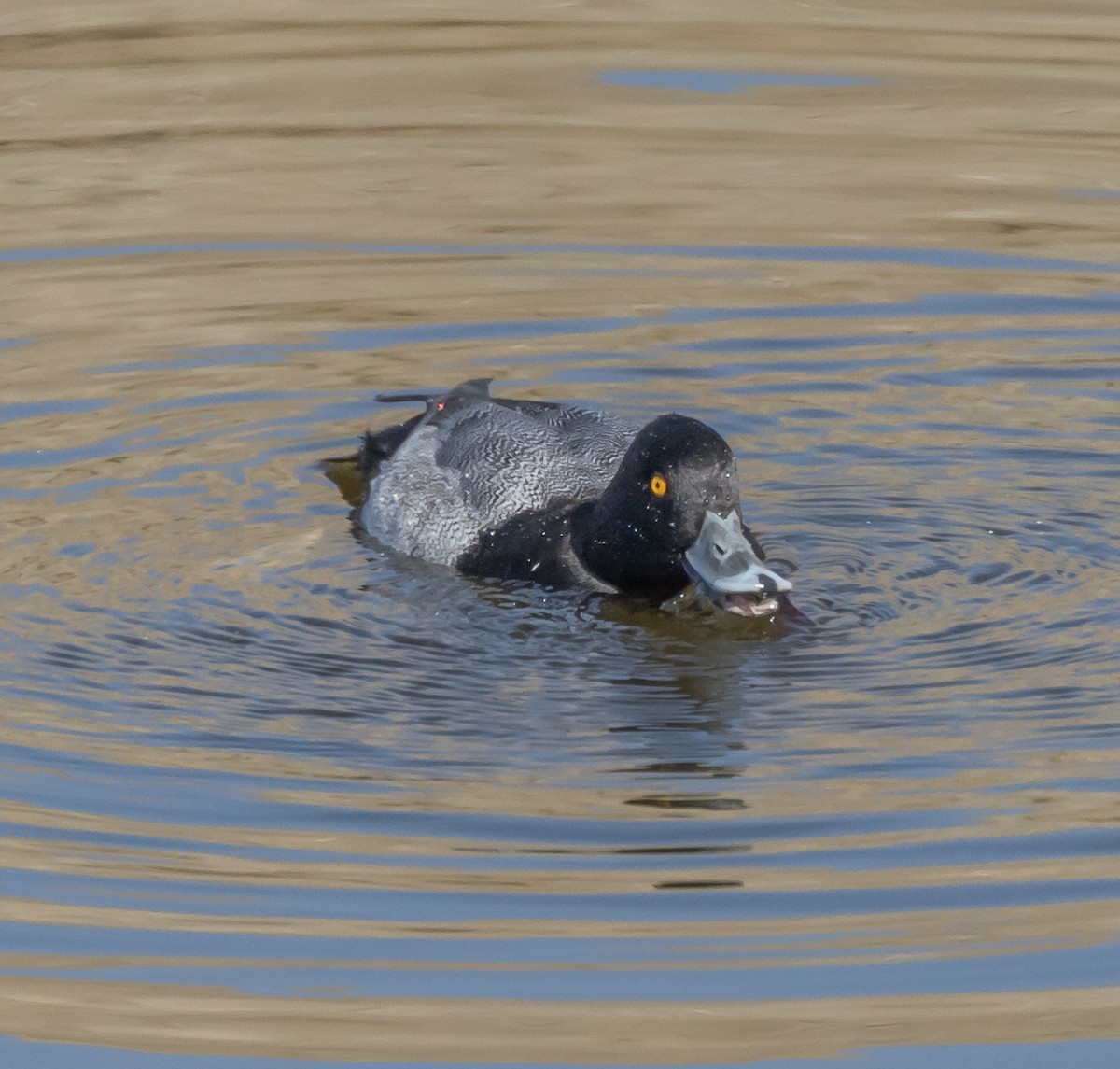 Lesser Scaup - ML71694691