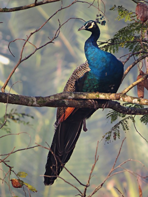 Indian Peafowl - ML71694701