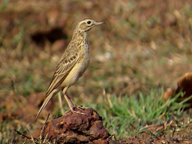 Blyth's Pipit - Ramit Singal