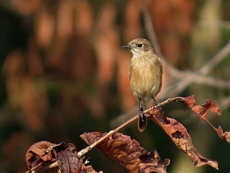 Siberian Stonechat - ML71694721