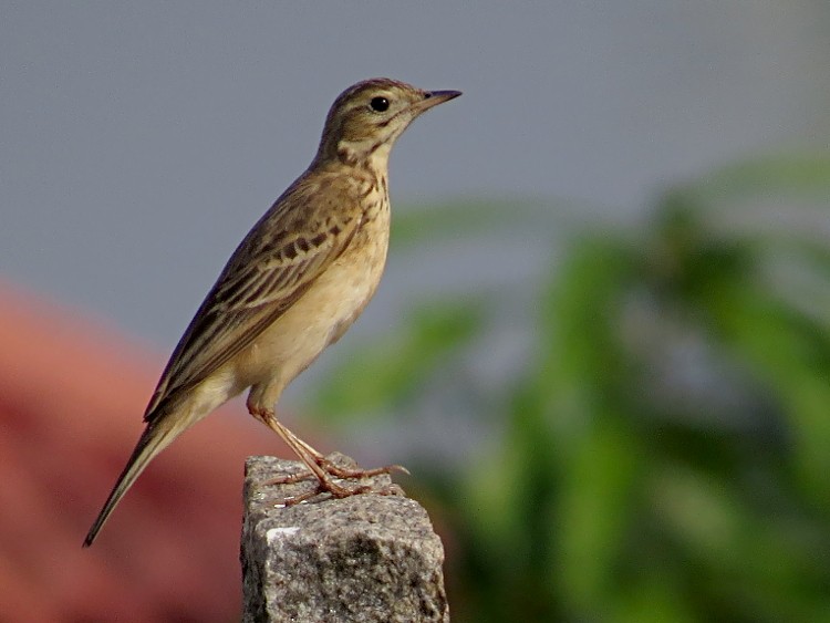 Blyth's Pipit - Ramit Singal