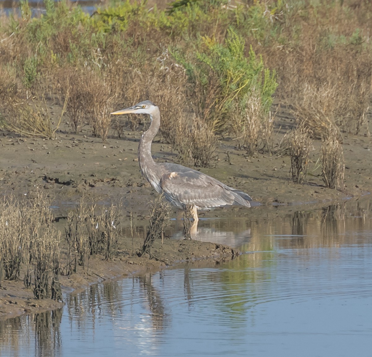 Great Blue Heron - ML71694771