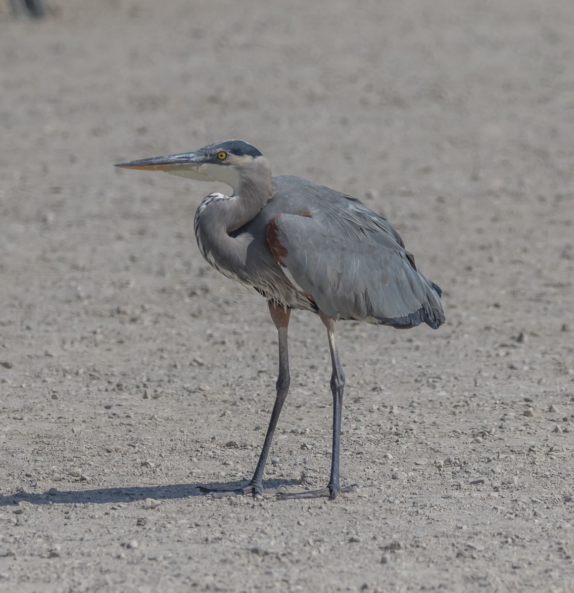 Great Blue Heron - ML71694791