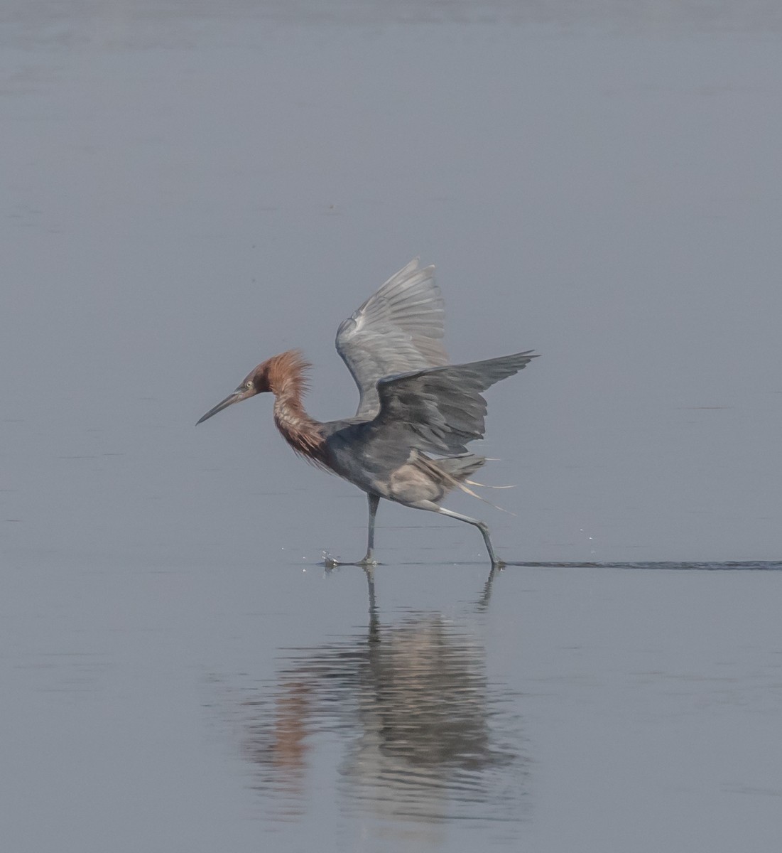 Reddish Egret - ML71694881