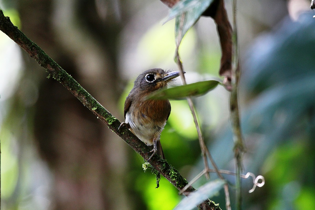 Zügelfaulvogel - ML716949