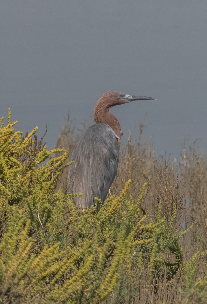 Reddish Egret - ML71694901