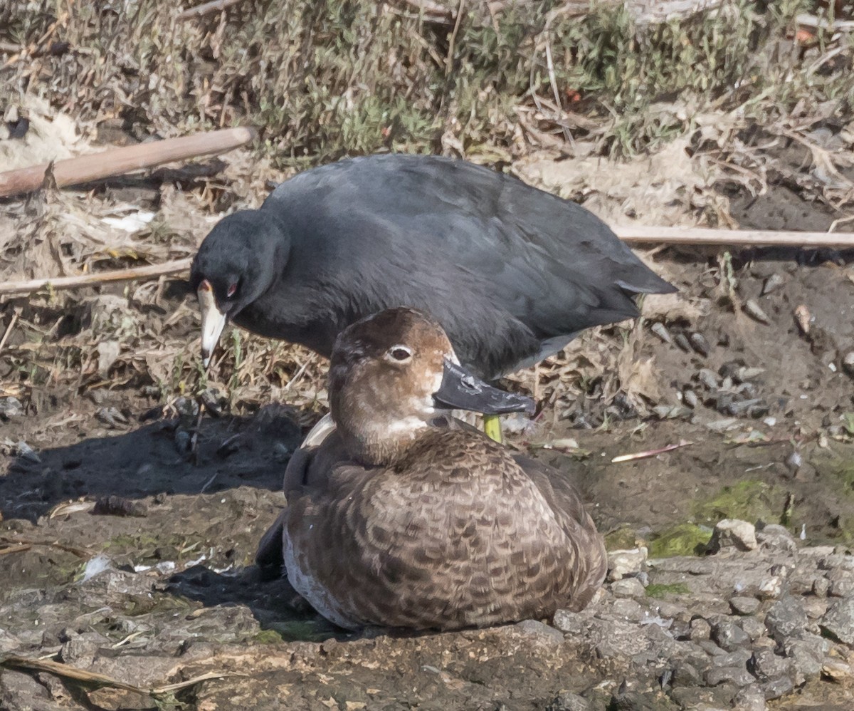 American Coot - ML71694941