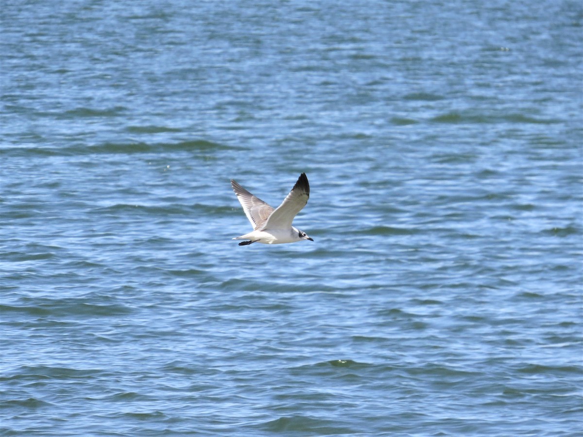 Mouette de Franklin - ML71695011