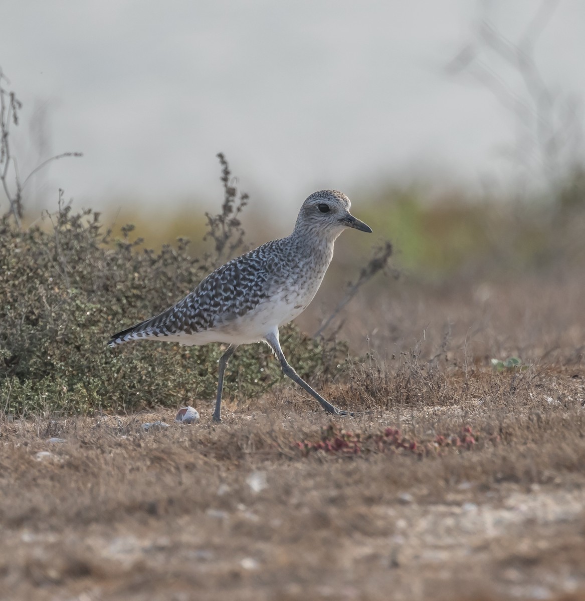 Black-bellied Plover - ML71695021