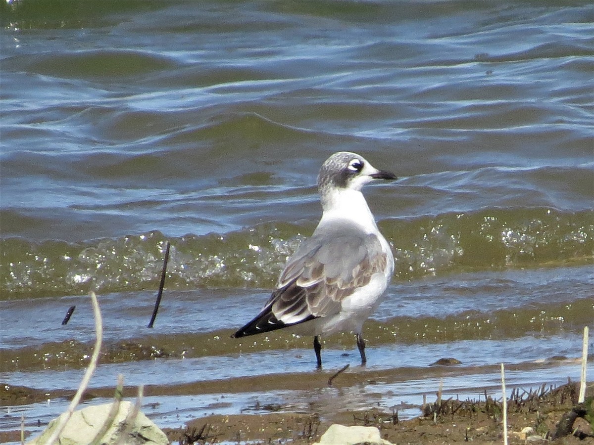 Mouette de Franklin - ML71695041