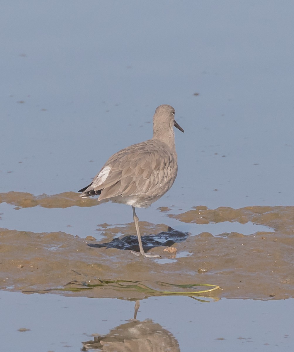 Willet - ML71695051