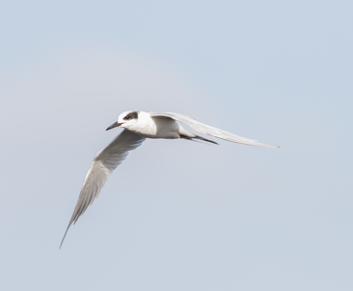 Forster's Tern - Maury Swoveland