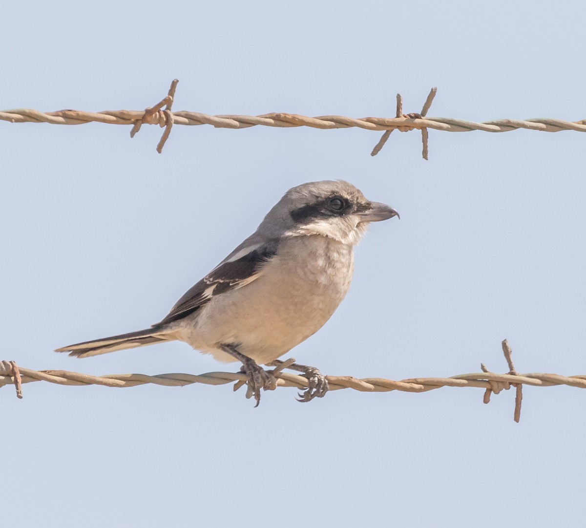 Loggerhead Shrike - ML71695191