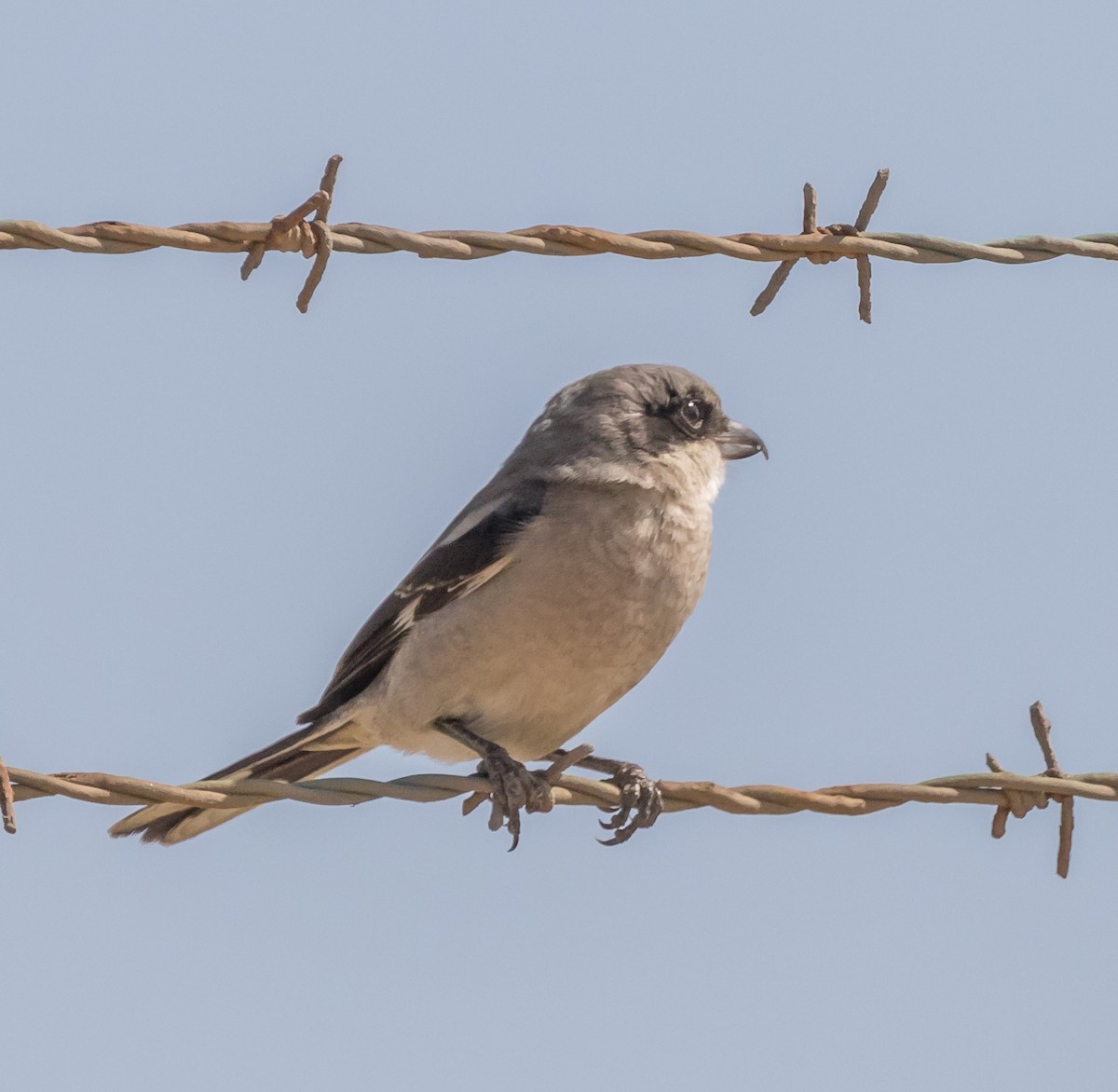 Loggerhead Shrike - Maury Swoveland