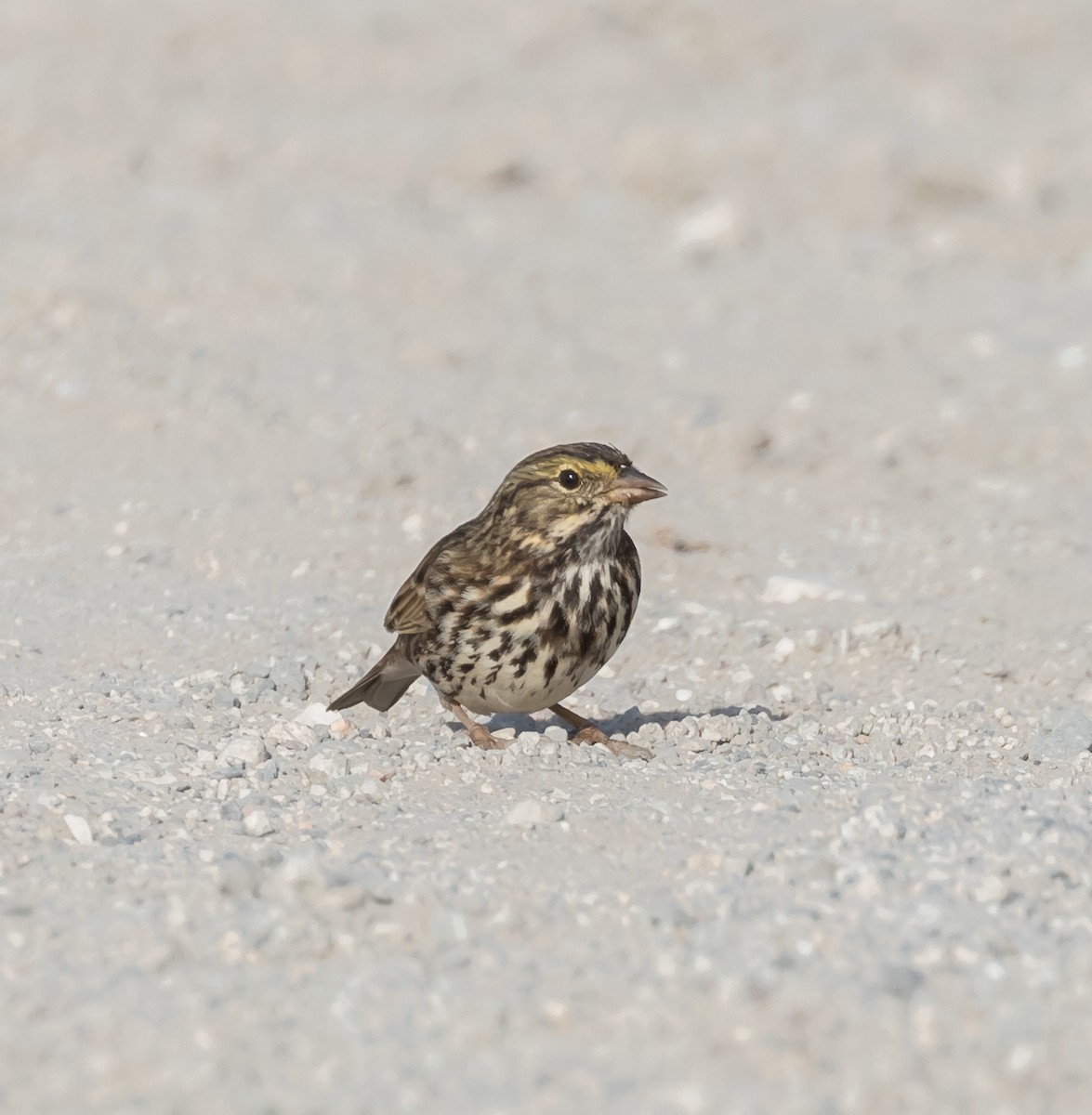 Savannah Sparrow - ML71695261