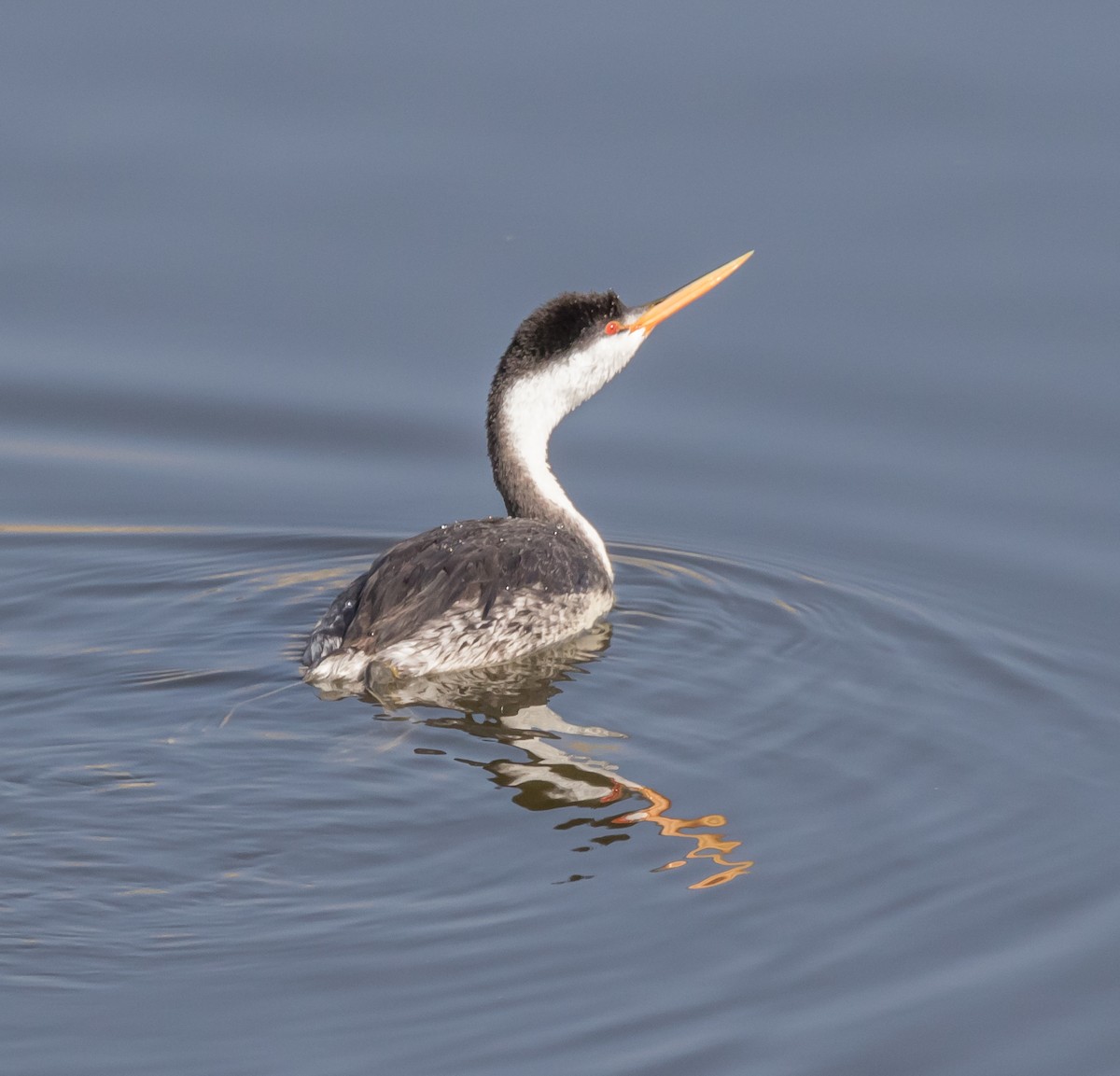 Clark's Grebe - Maury Swoveland