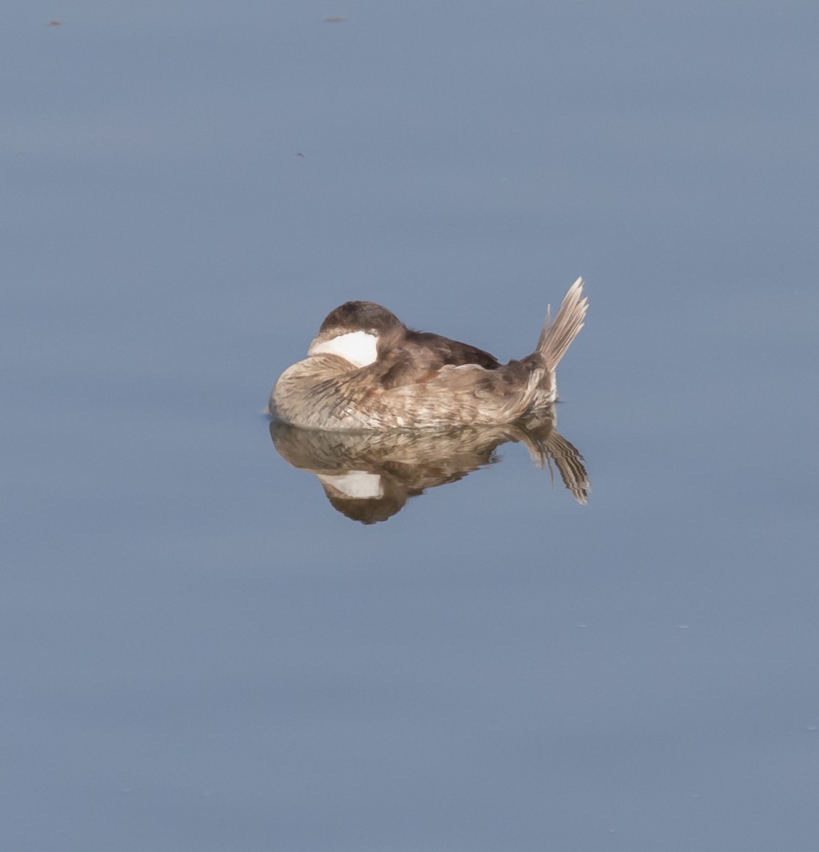 Ruddy Duck - ML71695331